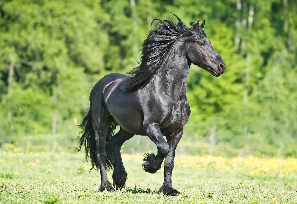 HORSE FOR LEASE